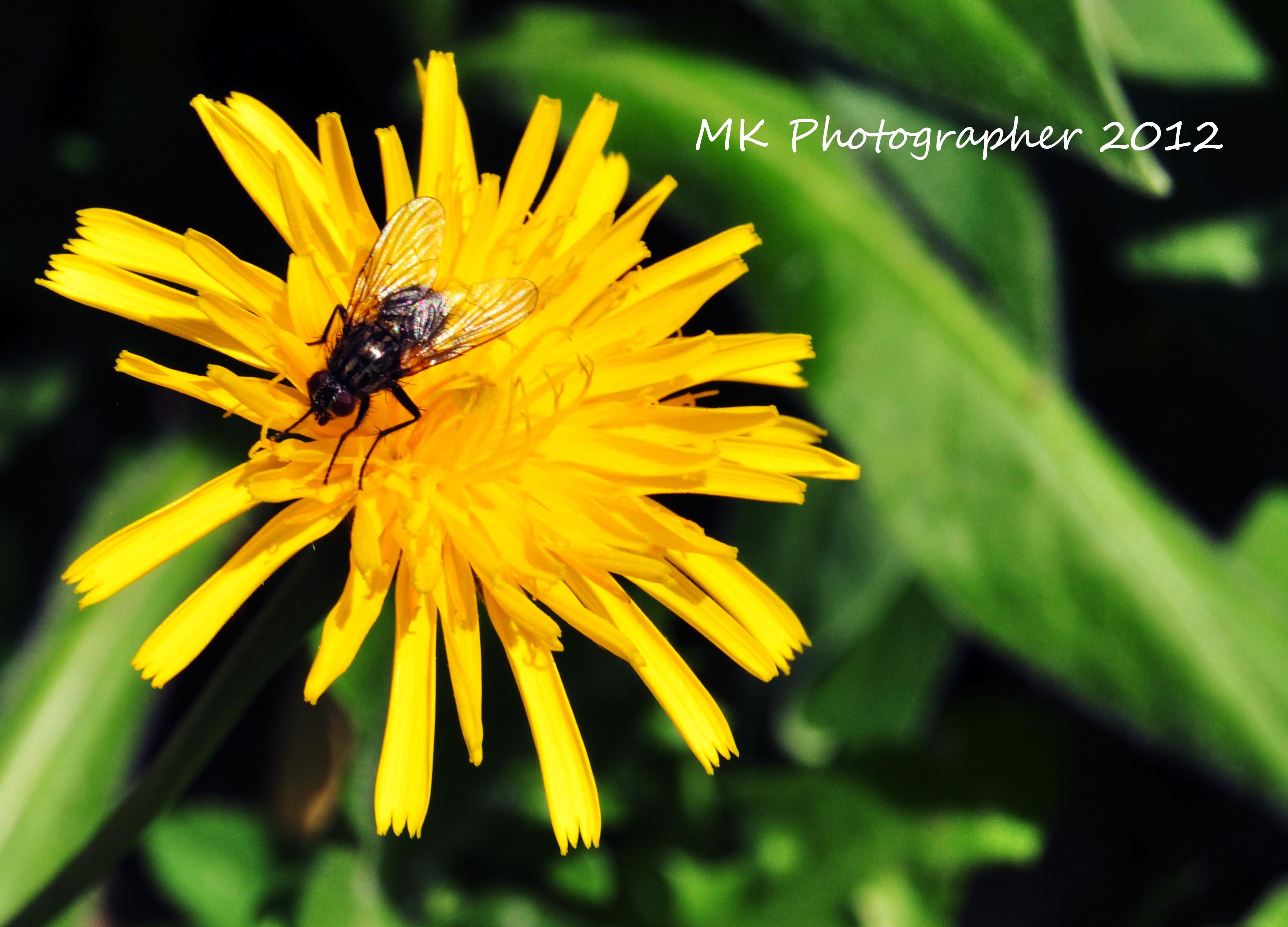 flower